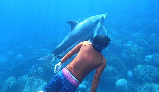 イルカと泳ぐ 至福の島