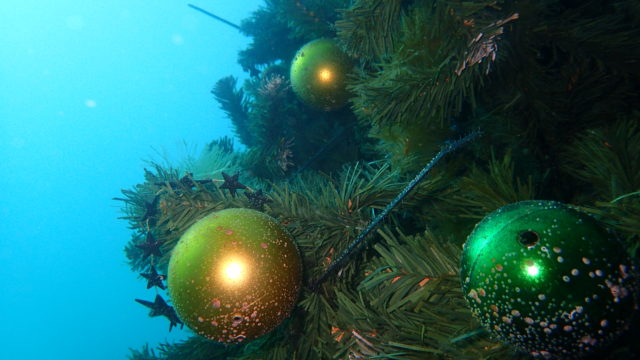 富士山も雪化粧 ドライでドライ講習 ダイビングスクール Blue Corner ブルーコーナー 富士山も雪化粧 ドライでドライ講習 ダイビングスクール Blue Corner ブルーコーナー