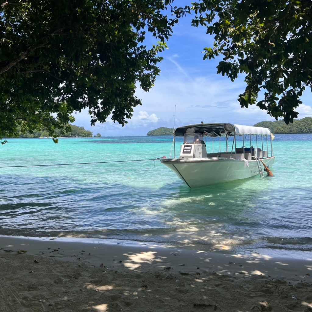 パラオ海のご報告 ダイビングスクール BLUE CORNER（ブルーコーナー