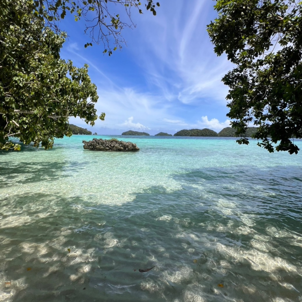 パラオ海のご報告 ダイビングスクール BLUE CORNER（ブルーコーナー