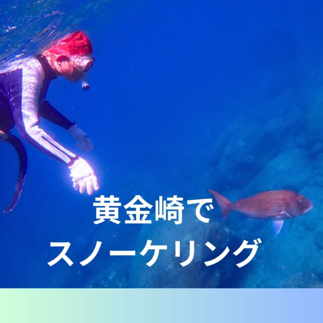 10/10黄金崎シュノーケリングツアー行ってきました✨
平日だったこともあり、だいちゃんがいっぱい遊んでくれました🐟

https://bluecorner.co.jp/%e3%81%a0%e3%81%84%e3%81%a1%e3%82%83%e3%82%93%e3%81%a8%e6%88%af%e3%82%8c%e3%81%a6%e3%81%8d%e3%81%be%e3%81%97%e3%81%9f/

#黄金崎スノーケリング
#静岡市ダイビングショップ
#ブルーコーナー
#静岡ダイビングサークル
#体験ダイビング
#静岡ダイビング
#静岡ダイビングライセンス
#静岡ダイビングスクール
#静岡シュノーケリング
#静岡スノーケリング
#静岡ダイビングショップ
#静岡市ダイビングショップ