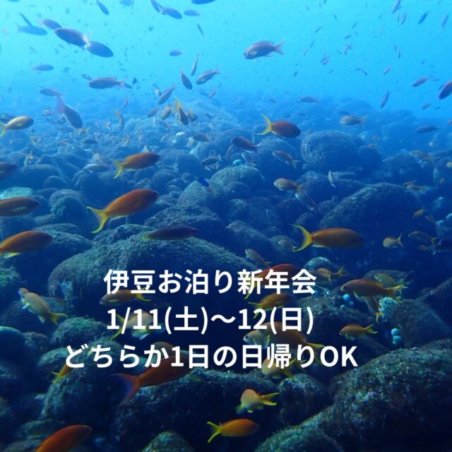 2025年
お泊り新年会のご案内です

1日目　大瀬崎
2日目　井田
宿泊はやま弥さんです

詳しくはhttps://bluecorner.co.jp/%e3%81%8a%e6%b3%8a%e3%82%8a%e6%96%b0%e5%b9%b4%e4%bc%9a2025/

#井田ダイビング
#大瀬崎ダイビング
#新年会ダイビング
#ブルーコーナー
#静岡ダイビングサークル
#体験ダイビング
#静岡ダイビング
#静岡ダイビングライセンス
#静岡ダイビングスクール
#静岡シュノーケリング
#静岡スノーケリング
#静岡ダイビングショップ
#静岡市ダイビングショップ