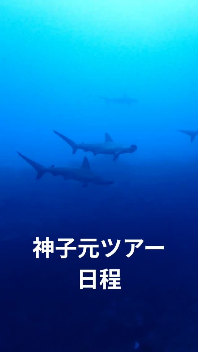 日本屈指のダイビングスポット『神子元』🦈

最大の魅力はハンマーヘッドシャークの大群！！
ハンマーリバーはダイバー憧れの光景です✨

黒潮の影響を受ける神子元の海は多種多様な海洋生物が
生息していて、見どころ満載です😆

そんな神子元ダイビングツアー
今年は7回開催します！✨
6/14（土）
7/5（土）
7/10（木）
8/23（土）
9/27（土）
10/18（土）
11/8（土）

ツアーの参加には条件があります💦
とても強い流れがあり、かなりの上級ポイントで
安全のためです🙇

・アドバンス以上
・経験本数50本以上
・中性浮力がとれる

経験本数が足りない方、スキルに不安がある方は、
ぜひ神子元を目指して経験を積みましょう！
そして、ダイバー憧れの海にチャレンジしましょう😆

お問い合わせはブルーコーナー公式LINEまで！

#静岡ダイビングショップ 
#静岡ダイビング 
#静岡ブルーコーナー 
#神子元島 
#神子元島ダイビング 
#ハンマーヘッド 
#ハンマーヘッドシャーク 
#ダイビングすきな人と繋がりたい