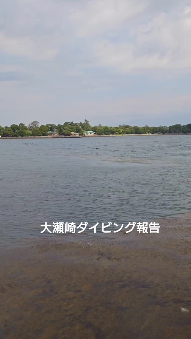 大瀬崎に行ってきました✨

ホンダワラの森にアオリイカが産卵に来ていました😁
ダイバー慣れしているのか、かなり寄っても、
近くで講習していても逃げません😅

人気のミジンベニハゼやホウボウ、オオウミウマなどなど…
いろんな種類を見ることができました🤗

水温は16-19℃
浮遊物多めでしたが、楽しいゴールデンウィークスタートになりました〜✨

#静岡ダイビングショップ 
#静岡ダイビング 
#静岡ブルーコーナー 
#アオリイカ 
#ミジンベニハゼ 
#オオウミウマ 
#大瀬崎 
#大瀬崎ダイビング