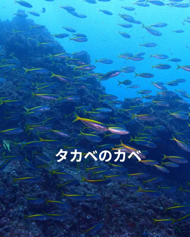 市長選で話題の伊東で潜ってきました

海況は午前中荒れましたが
午後から凪ぎました
水温　18度～20度
透明度　15～20メートル

タカベの壁のような群れ
大きなクエ
ムレハタタテダイの群

冬の魚マトウダイなど
楽しい海でした

#静岡ダイビングショップ
#静岡ブルーコーナー
#静岡ダイビング
#ダイビング
#タカベ
#ダイビングショップ
#ブルーコーナー
#伊東ダイビング
#ソフトコーラル
#ドライスーツ講習