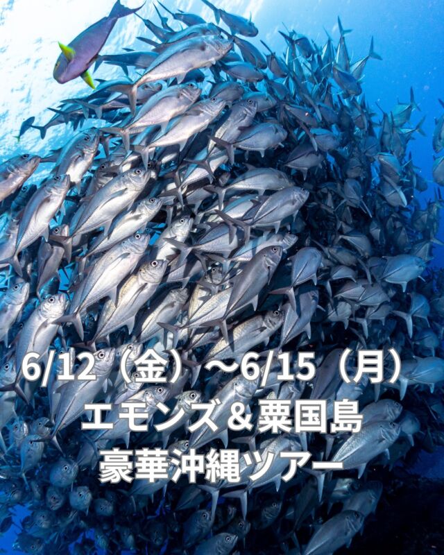 6/12（金）～6/15（月）の3泊4日で
沖縄のエモンズの沈船と粟国島のギンガメトルネード
両方行く豪華欲張りツアー開催します✨

この季節は、ギンガメトルネードだけでなく、
イソマグロの大群もピークを迎える季節です😆
大物との遭遇率が高めのベストシーズン🐟

エモンズの沈船の迫力も圧巻です！

エモンズの沈船は水深が40ｍのため、
ディープSPが必須となっています。
参加される方は、ディープSPの受講をお願いします。

お問い合わせはお早めにお願い致します😁

 #海好き 
#静岡ブルーコーナー 
#静岡ダイビングショップ 
#ダイビング 
#エモンズ 
#粟国島