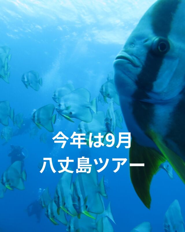 今年の八丈島ツアーは9月の連休に行きます✨

9/19（土）～9/22（祝火）の3泊4日！
大型連休で、平日はかぶっていないので、
お休みを取らなくても行けちゃいそうです😎
最大9本潜れちゃいます😁

八丈島の楽しい海を思いっきり満喫しませんか？😆

飛行機で行くため、ネームの確保が必要になります。
ぜひ気になる方は、早目にお申し込みください😊

 #静岡ダイビングショップ 
#静岡ブルーコーナー 
#ダイビング 
#八丈島ダイビング
#八丈島