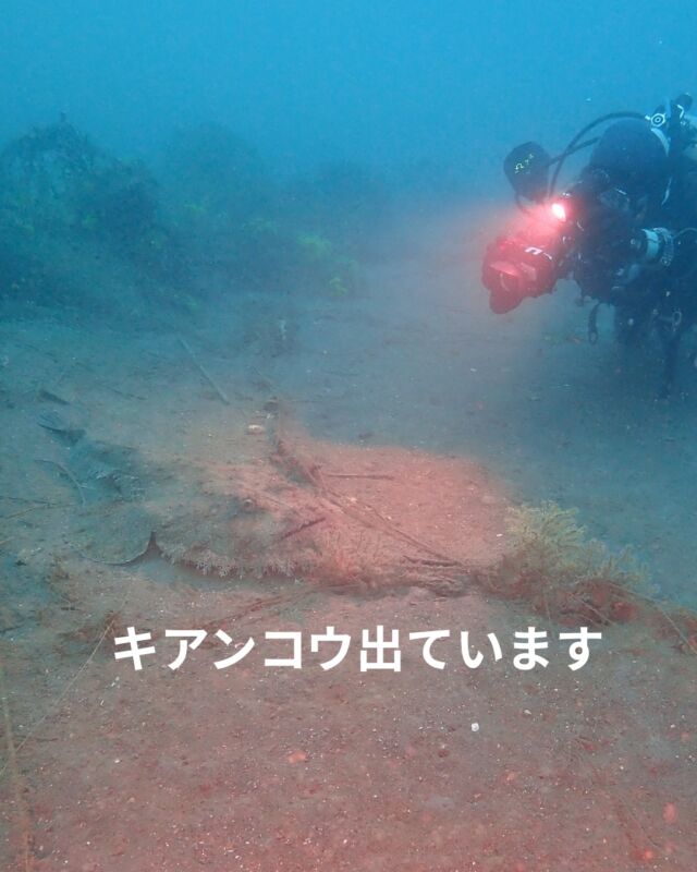 今、伊豆のポイントでキアンコウが
出ています

水温は14～16度
透明度は15～20メートル

冬の海に潜りましょう

ツアー日程はHPをご確認下さい

https://bluecorner.co.jp/

#ダイビング
#静岡ダイビングショップ
#静岡ブルーコーナー
#伊豆ダイビング
#スキューバダイビング
#海中ゴミ拾い
#キアンコウダイビング
#オープンウォーター
#ダイビング講習
#伊豆ダイビング
#ドライスーツ
#ドライスーツ講習
#釣ゴミ拾い