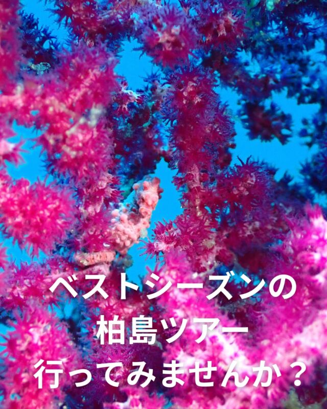 今年は10/9（金）～10/12（祝火）で
ベストシーズンの柏島行ってみませんか？✨

ここ数年ゴールデンウィークに行っていましたが、
今年は10月の連休！
魚影が濃いシーズンです🐟

どんなお魚達に出会えるのか、
今からわくわくしてます😁

初日の移動日は平日のため、きっと渋滞も少な目でしょう😎
くるくる鳴門道の駅や絶対に外せない
カツオの藁焼きを食べながら移動して、
2日間ダイビングを満喫します😆

ゴールデンウィークの柏島もめっちゃくちゃ楽しいのに、
ベストシーズンの柏島・・・どうなっちゃうんでしょう✨

まだ10月のツアーで少し先なきはしますが、
ご予約埋まってきております😊
気になる方はお早めにお問い合わせください😄

#ダイビング
#静岡ブルーコーナー 
#静岡ダイビング 
#静岡ダイビングショップ 
#柏島
#柏島ダイビング