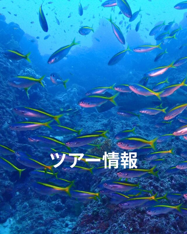 現在募集中のツアー情報です✨

2/14（土）黄金崎2ビーチ
透視度15～20ｍ🤓
天気も良さそうです😊
ダイビング後、鍋焼きうどんで温まって、
土肥桜見に行きましょう🌸

2/15（日）熱海会員感謝ディ
週末は温かそうな予報です✨
帰りに熱海梅園で寄り道も良さそうです😆

2/21・22東伊豆お泊りツアー
のんびり温泉と食べ放題とダイビング
楽しみに行きませんか？♨️🍴🐟
　
2/28（土）黄金崎2ビーチ

3/1（日）真鶴半島・琴ケ浜
視察ツアー

お問い合わせお待ちしております😆

 #静岡ダイビングショップ 
#ダイビング 
#静岡ブルーコーナー 
#伊豆ダイビングツアー 
#静岡ダイビング