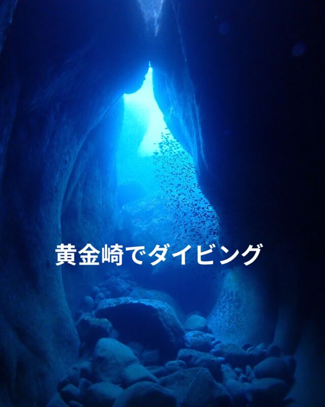 もうすぐ春ですね

そんな事をつぶやく昨日の暖かさ
黄金崎の海況は凪
水温15度
透明度15～20メートル

透明度も良く
黄金崎ホールに行ったり
話題のハナイカを見たり

限定のなべ焼きうどんを食べたり

道中の桜や菜の花も綺麗で
のんびりと楽しいツアーでした

#静岡ダイビングショップ
#ダイビング女子 
#静岡ブルーコーナー
#黄金崎ダイビング 
#静岡スノーケリング
#ドライスーツダイビング
#桜
#ハナイカ