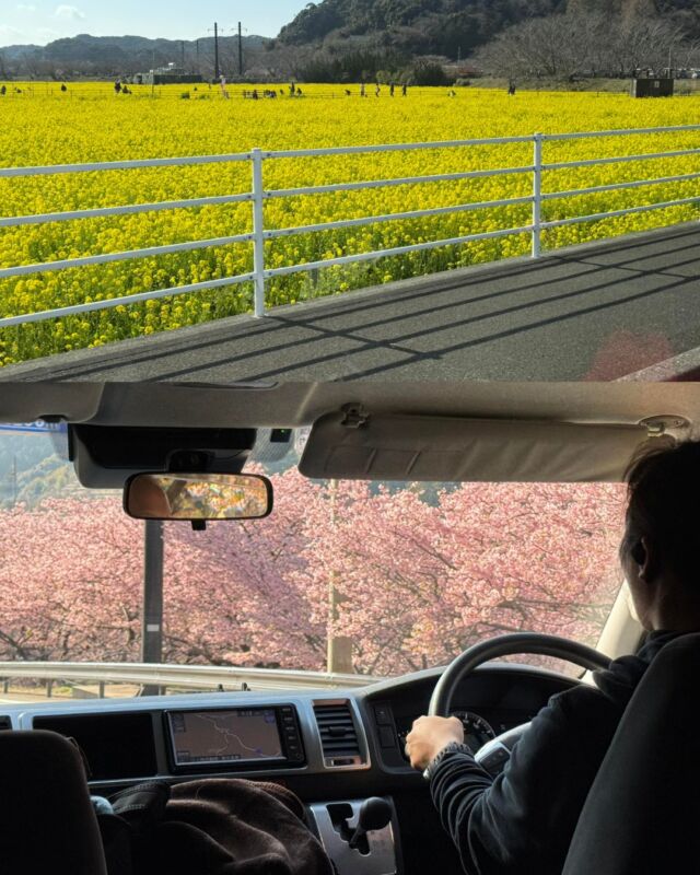 連休始まりました

混むの覚悟で南伊豆に来ています
今日は中木で潜ってから河津桜を見て
熱川のホテルに一泊です
　
天気も海況も良くて最高です
　

#静岡ダイビングショップ
#ダイビング女子
#静岡ブルーコーナー
#土肥桜
#静岡スノーケリング
#ドライスーツダイビング
#菜の花畑
#松崎