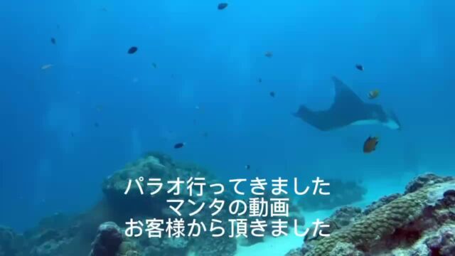 パラオツアー行ってきました！
ツアー報告徐々にアップしていきます😁

 #静岡ブルーコーナー 
#ダイビングツアー 
#パラオツアー 
#マンタ