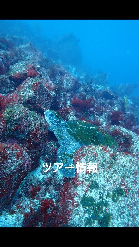 現在募集中のツアー情報です✨

4/18(土)　黄金崎2ビーチ
天気も風も無く、気持ち良さそうです😊
お昼は海産亭🍴

4/19(日) 　富戸2ボート
柱状節理リベンジなるか？🤔

4/25(土)　田子2ボート

4/26(日)