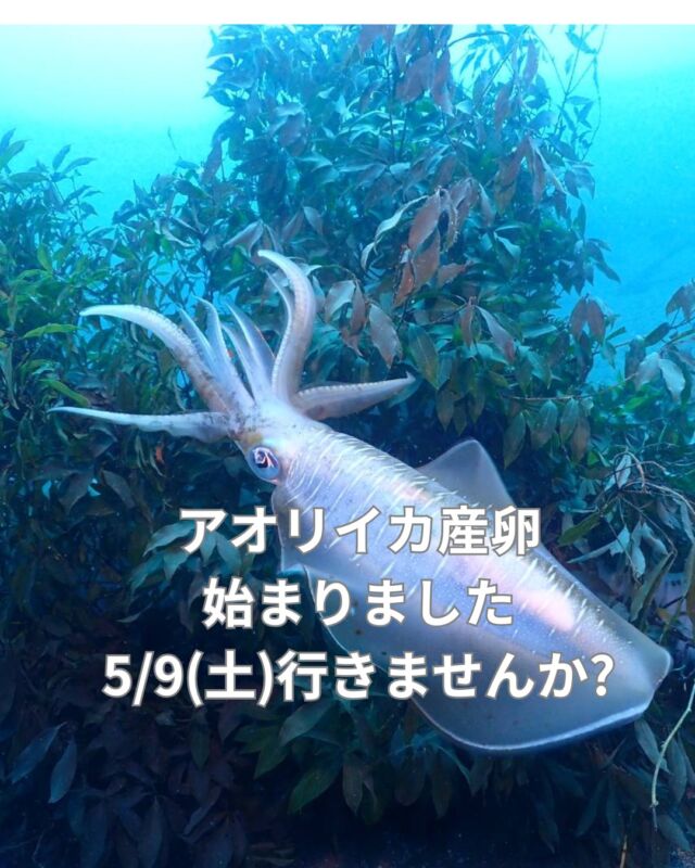 アオリイカを見るコツ
産卵床にはいきなり近づかないで
少し遠くに着底して暫く動かない
とくに大きな雄が牽制体制にある時は動かない

態勢を低くしてゆっくり近づいていきます
この時点でライトで照らしたりフラッシュなどは光らせない

産卵が始まったら少しずつ近づいていきます
産卵中は驚くほど近づけてます
でも、GOプロなどを産卵床につっこんだりするのはやめましょう

アオリイカは産卵直前に交尾します
良く観察すると交尾の瞬間も解りますよ

カメラに夢中になり、他のグルーブの邪魔をしたりしないで
マナーを守り譲り合いましょう

なんて　ブリーフィングしてはいると見れなかったりしてね

5/9 海況も良さそうです

#井田ブルー
#アオリイカ産卵

#静岡ブルーコーナー
#静岡ダイビングショップ
#ダイビング
#伊豆ダイビングツアー
#静岡ダイビング
#静岡ブルーコーナー
#静岡ダイビングショップ
#ダイビング資格
#PADI
#ダイビングライセンス
