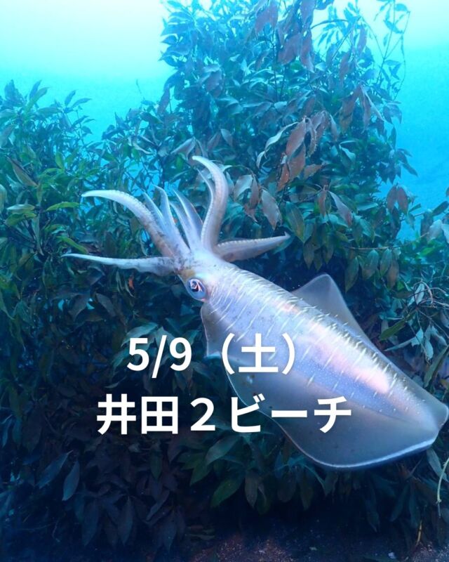 ツアー急募してます😅
5/9（土）井田2ビーチ　急募！
アオリイカ産卵見に一緒に行きませんか？
透視度も上がってきて、お天気も良さそうです。

5/10（日）熱海ビーチクリーン
普段潜れない場所のクリーンナップ
いろいろなメーカーさんも来ていて
賑やかそうです♪

5/16（土）北川2ボート
いろいろなウミウシ見れそうです

5/17（日）黄金崎2ビーチ
ハナイカやヒレナガカサゴが見れそうです

募集中のお泊りツアー
7月　神津島ツアー

8月　本栖湖キャンプツアー

9月　八丈島ツアー

10月　柏島ツアー　ベストシーズン！

11月　串本ツアー

ぜひお早めにご予約お願い致します<m(__)m>

 #静岡ダイビング 
#アオリイカ産卵 
#静岡ダイビングショップ 
#静岡ブルーコーナー 
#伊豆ダイビングツアー 
#ダイビング