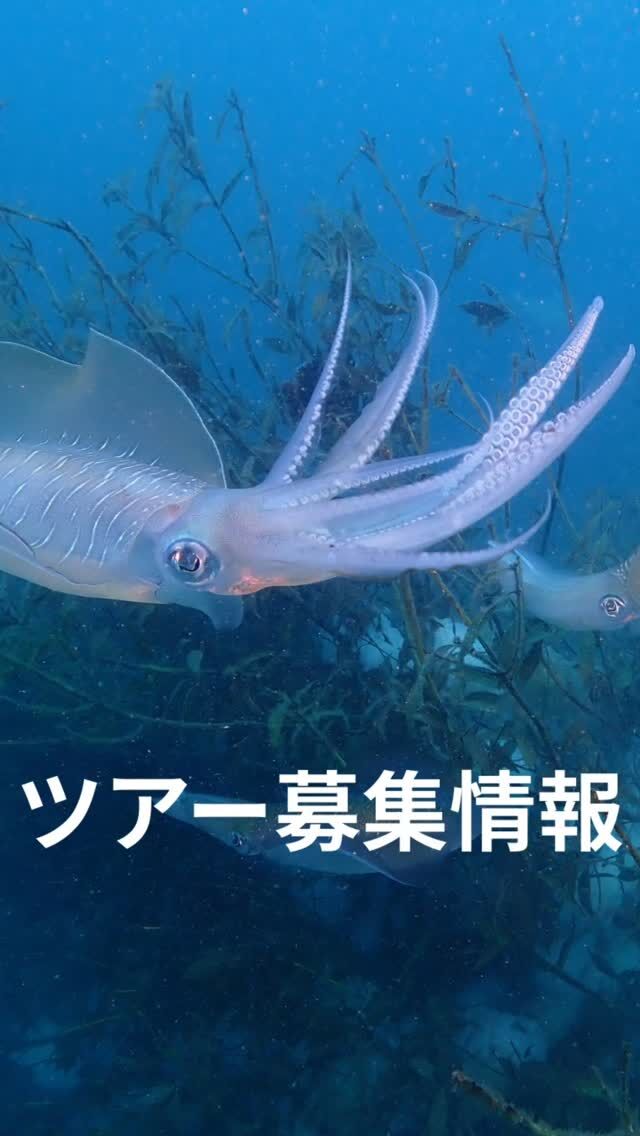 現在募集中のツアー情報です😁

5/17（日）井田2ビーチ
きっとアオリイカの産卵ピークです📷

5/23（日）岩2ボート
ソフトコーラルもしゃもしゃ
お昼は絶品ハンバーガー🍔

5/31（日）大瀬崎3ビーチ

6/12〜6/15の沖縄エモンズ粟国島ツアーも
1席空きがあります✨

お早めにお問い合わせお願いします🙇

#静岡ダイビングショップ 
#ダイビングツアー 
#ダイビング
#静岡ブルーコーナー