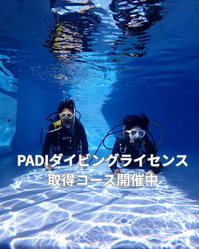 今日のツアーは井田にアオリイカの産卵を見に行っています

ご報告は明日致します

留守番の岩崎はプール三昧でした
　

#お試しダイビング
#体験ダイビング
#ブルーコーナー
#体験スキューバ
#静岡ダイビング