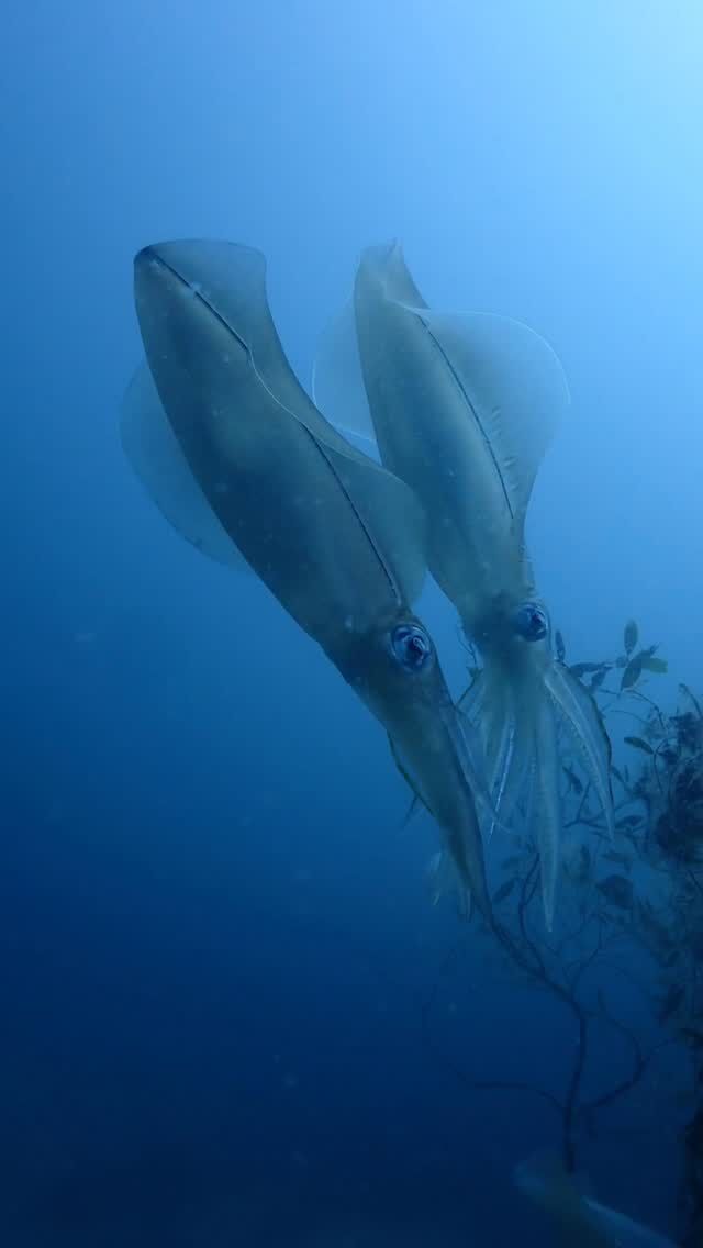 井田でのんびりアオリイカ📷

穏やかな海況で、
アオリイカの産卵間近で
のんびり見てきました✨

3ペアのアオリイカたちが
産卵に来ていました📷

なかなかの大きさで、
何人前か…
美味しそうだけど1人では
食べ切れないなと思いながら🤤

アオリイカだけでなく、
いろんな群れがいて、
安全停止中も楽しいダイビングでした😁

#静岡ダイビング 
#ダイビング
#静岡ブルーコーナー 
#アオリイカ