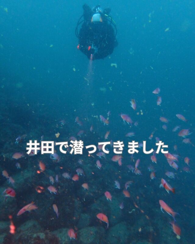 アドバンス講習のお客様と井田で潜ってきました
海況は
水温18度～20度
透明度8～12ｍ
まあまあの海況です

今年はホンダワラが沢山あり
幼魚たちも楽しそうです

#ホンダワラ
#井田ダイビング
#静岡市ダイビングショップ
#静岡ブルーコーナー
#静岡ダイビングライセンス