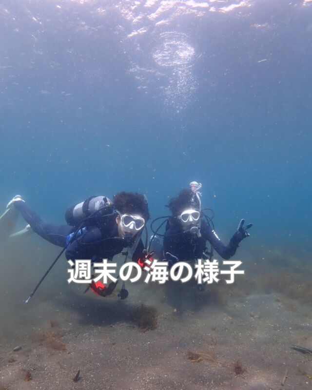 週末は多くのお客様にご利用いただき
ありがとうございました

27日土曜日は神子元
　まだ空きあります
28日日曜日は満員御礼となりました

#静岡ダイビング
#静岡ダイビングショップ
#静岡ブルーコーナー
#ダイビング
#ダイビングライセンス