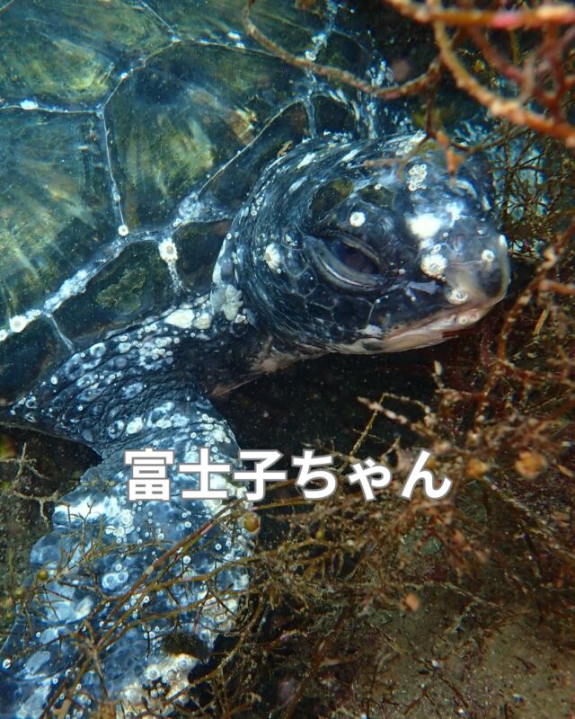 昨日も大瀬崎で潜ってきました

内海のいつものメンバーたちに名前を付けてみました
是非会いに来てください

#大瀬崎ダイビング
#マツカサウオ
#アオウミガメ
#ダイビング
#ダイビングライセンス