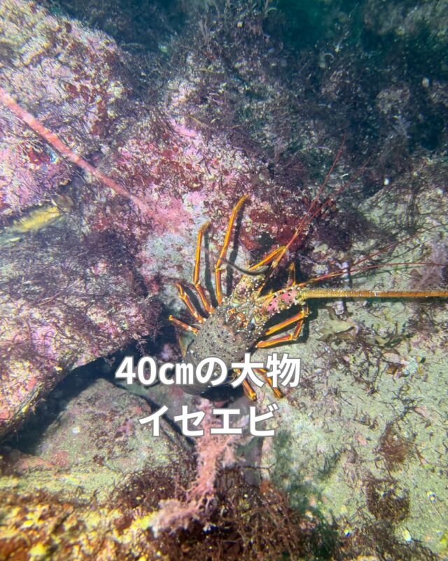 雨の大瀬崎
昨日はマーメイドコースと
大瀬崎2ビーチのツアーがありました

海況は水温
表層は雨水で21度　1メートル潜れば23度
透明度5～10メートル

午前中は大雨でいたるところに滝ができてました

今、ホンダワラなど海藻が生い茂り
その中にはクロホシイシモチやネンブツダイが
ペアになり、よく見ると口をモゴモゴ
ネンブツダイ名前の由来のネンブツを唱えているような
タマゴを口に含んだ個体も沢山いました

今、大瀬崎の内海楽しいですよ

#大瀬崎ダイビング
#イセエビ
#アオウミガメ
#ダイビング
#ダイビングライセンス