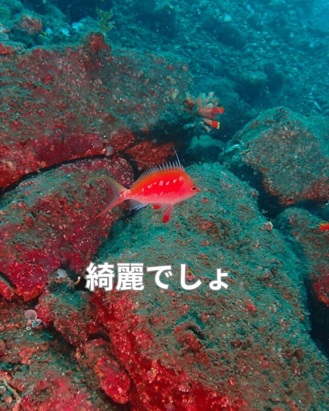 昨日は獅子浜で潜ってきました

海況は凪
水温23～25度
透明度3～8メートル

台風のうねりも収まり水温も上がってきました

海、行きましょう
　
#静岡ダイビング
#静岡ダイビングショップ
#静岡ブルーコーナー
#サクラダイ
#ダイビングライセンス
#獅子浜ダイビング
#ディープダイビング