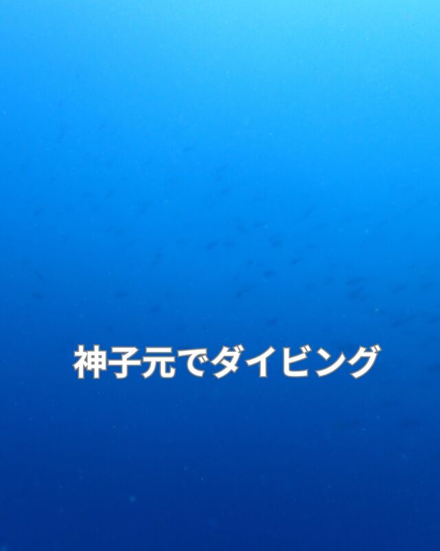 最初の写真を見てハンマーを探してしまった方
大変申し訳ありません
ハンマーは写っていませんでした　

神子元の海況は凪
水温22度～27度
透明度5～10ロメートル

ハンマーの居そうな雰囲気はビンビンにあり
濁りもあって動くものは何でもハンマーにみえてきました

流れはあまり無いと聞いて潜ったのですが
流れ結構あり、ロッククライミングのように岩にしがみつき
あー、生きている―と少しアドレナリンが出ました

次回の神子元は8/22(土)です

#静岡ダイビング
#静岡ダイビングショップ
#静岡ブルーコーナー
#神子元ダイビング
#ダイビングライセンス
#ハンマーヘツド
#290
#スパイスドック