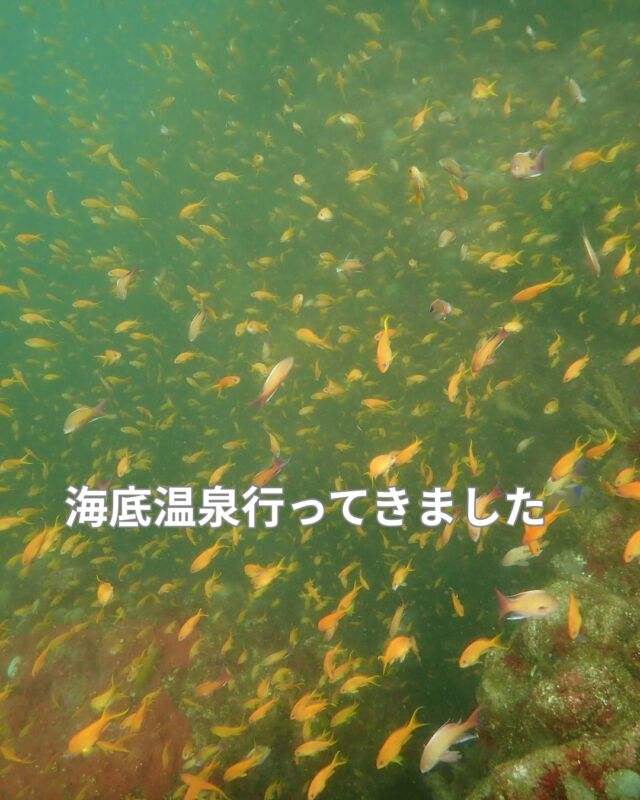 昨日は堂ヶ島で潜ってきました

濁っていましたが
魚影は凄いです

海産亭でおいしい孫茶定食を頂き
グリーンヒルでソフトクリームを頂き帰ってきました

あー夏休み―です

#静岡ダイビング
#静岡ダイビングショップ
#静岡ブルーコーナー
#海底温泉
#ダイビングライセンス
#堂ヶ島
#海産亭
#グリーンヒル