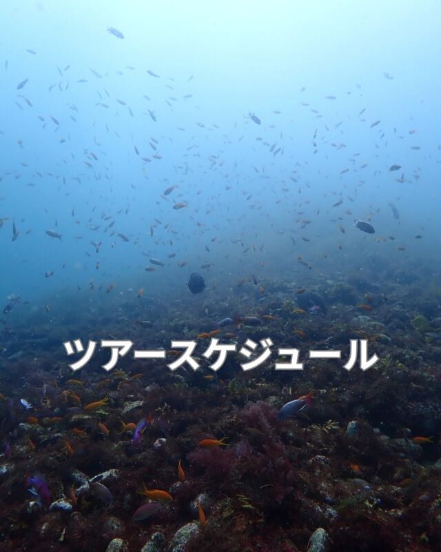 ツアー募集中
　
8/7(金)　大瀬崎体験ダイビング
　
8/9(土)　初島2ビーチ
　空きあり

　8/11(火)　岩2ボート
　後2名で開催

　
8/15(土)　黄金崎
　後2名で開催

　
8/16(火)　富戸2ボート
　限定ポイントピラミッド
　柱状節理
　空き3名

8/22(土)　神子元2ボート
　空き1名
　

8/23(日)　熱海2ボート
　感謝ディ価格
　空き3名
　

8/30(日)　平沢2ビーチ
　

#静岡ダイビング
#静岡ブルーコーナー
#静岡ダイビングツアー
#静岡ダイビングライセンス
#ダイビングスクール
#ダイビングライセンス

　

9/5(土)　大瀬崎2ビーチ日帰り

　

お問合せ
tel
mail
line