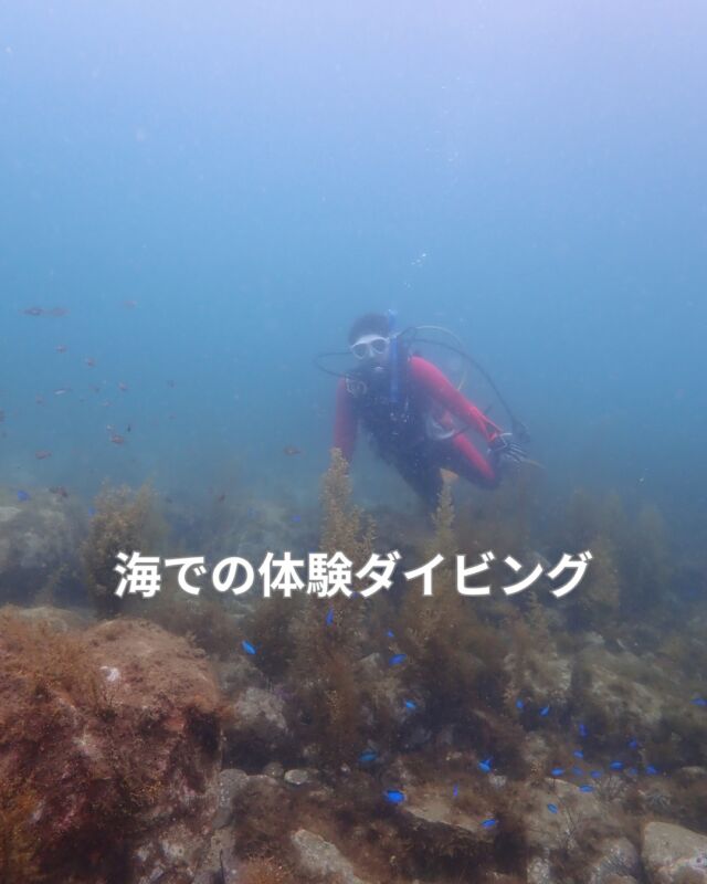 昨日は体験ダイビングで平沢へ行ってきました
　一本目はらららサンビーチで基本練習
2本目は東側から入り魚を色々見て頂きました
　
楽しい夏休みの思い出になると嬉しいです
　
#静岡ダイビングプール
#体験ダイビング
#平沢マリンセンター
#ダイビングプール
#ダイビングプール貸し出し
#プール練習
#静岡ダイビング
#静岡ダイビングショップ
#静岡ブルーコーナー
#ダイビング
#ダイビングライセス