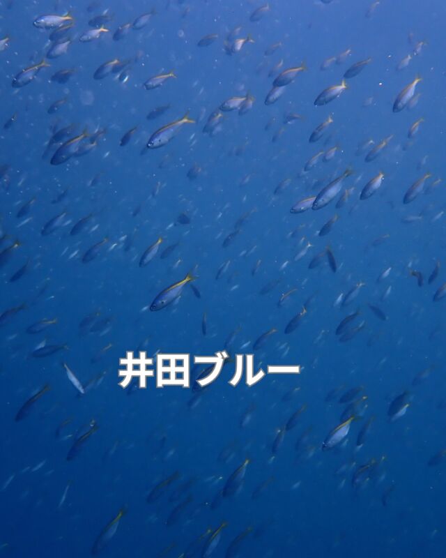 12日、13日はスタッフ総出で海でした
2日とも雨予報でしたが、晴れ男パワーで
快晴、北東風で気持ちの良い2日間でした

学生以外にも一般のお客様のOWコースも開催
楽しい夏休みを過ごして頂きました

#井田ブルー
#井田ダイビング
#静岡市ダイビングショップ
#静岡ブルーコーナー
#静岡ダイビングライセンス