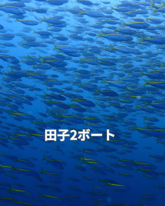 きのうは富戸の予定でしたが
北東の風とウネリの為、田子に行ってきました
　
今、伊豆の海はヤバイです
とにかく魚がムレムレ
壁のような群れが圧巻です

水温23度
透明度15メートル

#静岡ダイビングショップ
#静岡ダイビング
#静岡ブルーコーナー
#ダイビング