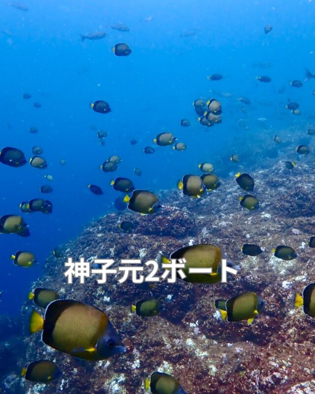 昨日は神子元で潜ってきました
　
神子元と言えばハンマー
皆様ハンマーが見たくてやってきます
　
しかしノーハンマーでした
ごめんなさい
　
帰りに美味しい鮎の塩焼きを食べて帰ってきました
　
次回は9月26日(土)です

#静岡ダイビング
#静岡ダイビングショップ
#静岡ブルーコーナー
#神子元ダイビング
#ダイビングライセンス
#ハンマーヘツド
#290
#スパイスドック