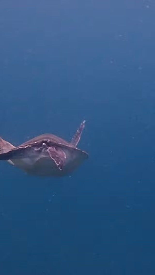 週末大瀬崎ツアー行ってきました✨

ちょっと白っぽい感じでしたが、
かわいい魚もいっぱいで
カメにも出会えてラッキーでした😁

温かい海はのんびりできて楽しいです😊

#静岡ダイビングショップ 
#静岡ダイビング 
#静岡ブルーコーナー 
#ダイビングツアー