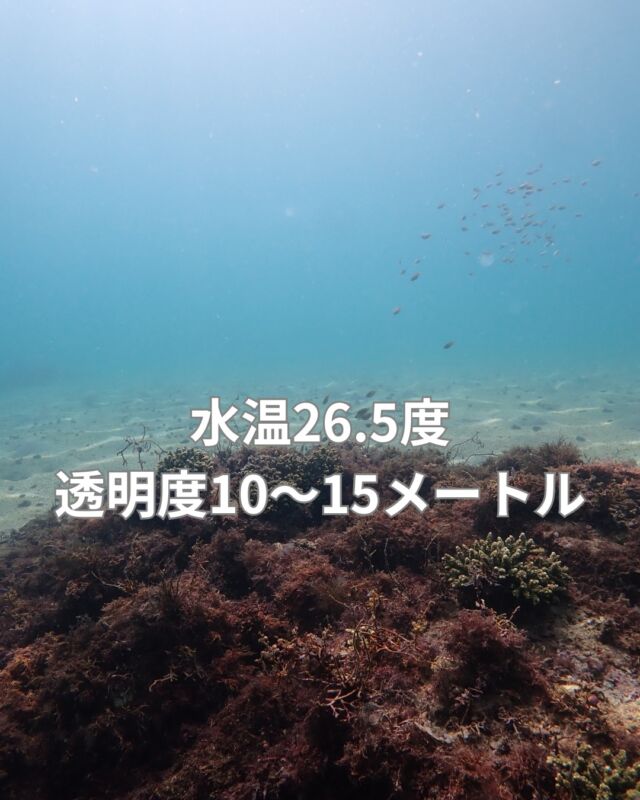 昨日はマンツーマンで平沢で潜ってきました

ホンダワラなど海藻も無くなり
秋らしい海中になりました。

幼魚の群れが凄くいます

また、季節来遊漁が多くなってきました

#静岡ダイビングショップ
#静岡ダイビング
#静岡ブルーコーナー
#ダイビングツアー