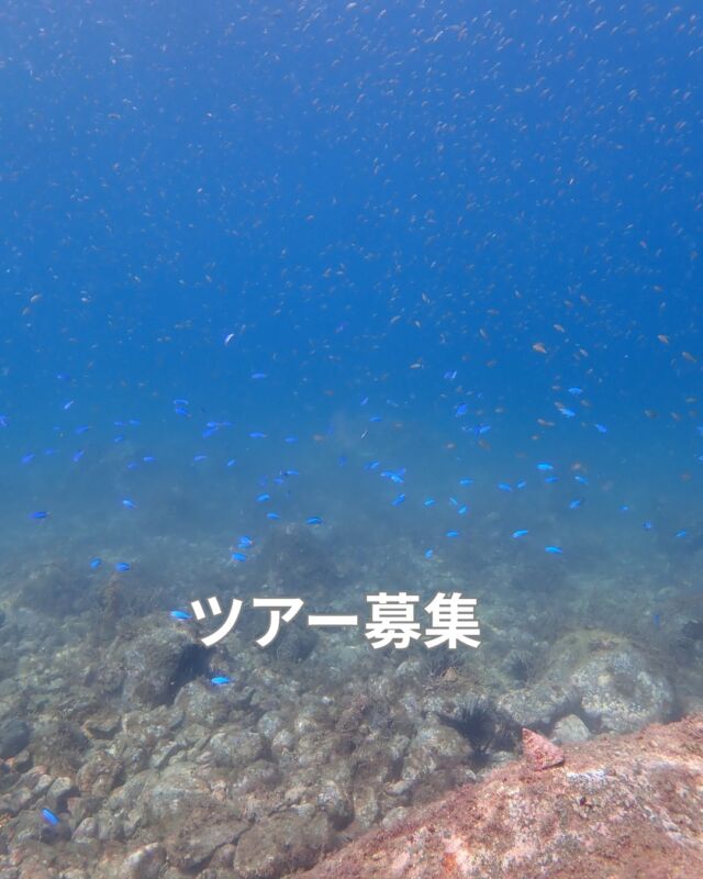 9月の日帰り
今日の伊豆
水温26度　透明度10～15メートル

9/6(日)　井田2ビーチ
　井田ブルーです

9/12(土)　平沢2ビーチ
　講習と一緒　13200円
　浅場の季節来遊漁探し面白いです

9/13(日)　大瀬崎2ビーチ
　感謝デイ価格16,500円　昼食付
　先端のハナダイが最高です

9/19(土)　リクエストOK

9/20(日)　平沢2ビーチ
　海洋講習と一緒　13,200円　昼食付

9/21(月祝)　大瀬崎2ビーチ

9/26(土)　神子元2ボート
　ハンマー期待大

9/27(日)　堂ヶ島2ボート
　
9/27(日)　堂ヶ島スノーケリング

宿泊ツアー

9/19(土)～22(月祝)　八丈島
　満員御礼　お問合せ下さい

10/9(金)～10/12(月祝)　3泊4日
　四国・柏島ツアー
　空き2席　

10/30(金)～11/2(月)　3泊4日

沖縄・慶良間ツアー　
慶留間島宿泊
ご相談下さい

　
11/21(土)～23(月祝)　2泊3日
　南紀串本ツアー
　那智の滝など観光もします

宜しくお願い致します