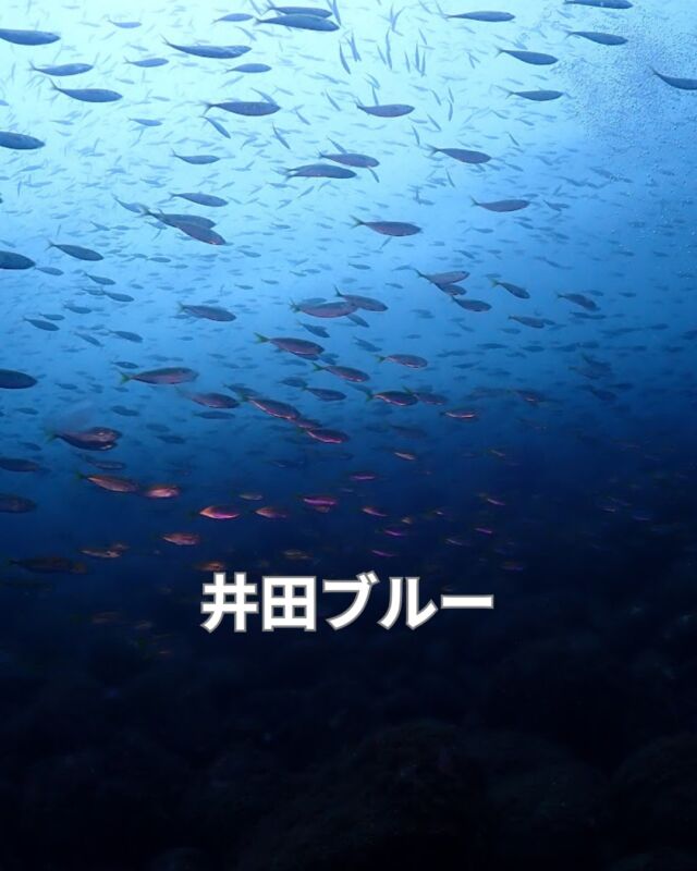井田に行ってきました

海況は凪
水温26度
透明度15～20メートル

抜群の透明度
360度魚の群れ

#井田ブルー
#井田ダイビング
#天野荘
#静岡ブルーコーナー
#静岡ダイビングショップ
#ダイビング
#伊豆ダイビングツアー
#静岡ダイビング
#静岡ブルーコーナー
#静岡ダイビングショップ
#ダイビング資格
#PADI
#ダイビングライセンス