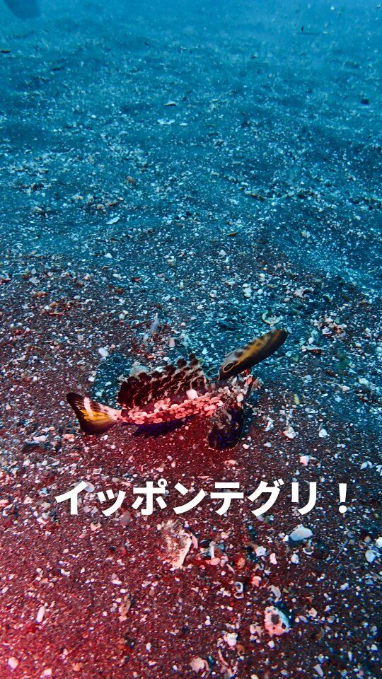 土日はオープンウォーターダイバー
海洋講習で平沢と大瀬崎へ🌊

海況は穏やかで楽しみながら
スキルを頑張って来ました😁

1日目の平沢でしっかり中性浮力の練習をしながら
小魚たちと一緒に泳いできました🐟

2日目の大瀬崎では講習の最後にイッポンテグリ！
ちょこまかかわいい姿が見れました😆
オープンウォーター講習頑張って
水神さんでお参りした甲斐がありました😁

オープンウォーターダイバーおめでとうございます🎉

その直後、先端でまさかのハンマーヘッドシャーク🤣
興奮し過ぎました😅

ウキウキの帰り道、
ゲートウェイでソフトクリーム🍦
楽しい海洋講習でした😆

まだまだ快適な海継続中です✨
いっぱい楽しみましょう😁

#静岡ブルーコーナー 
#オープンウォーターダイバー 
#padiライセンス 
#静岡ダイビング 
#ダイビングツアー