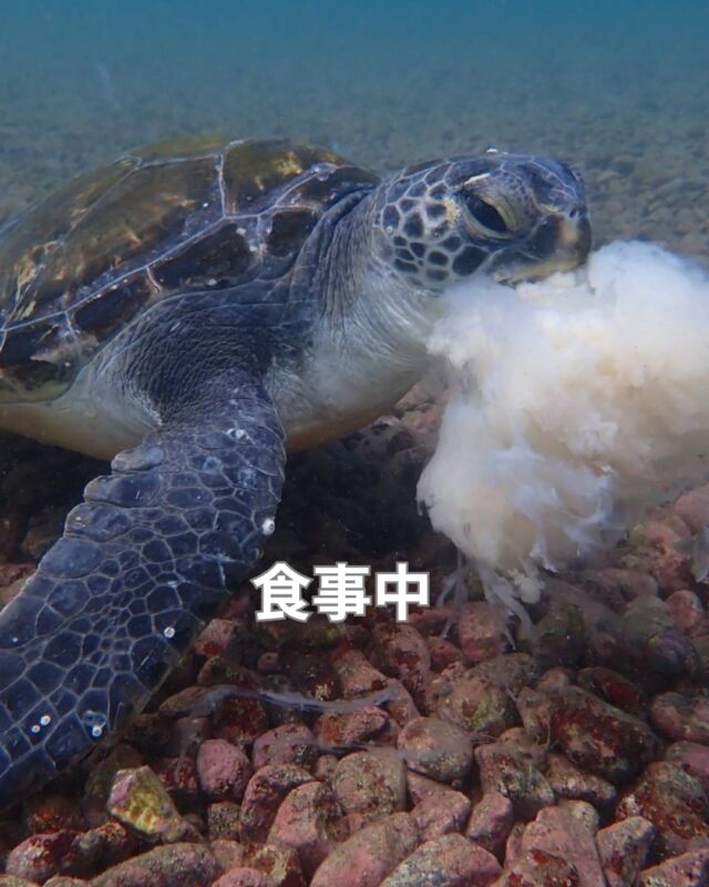 茨城の海洋高校の海洋講習が昨日で終了しました
　
生徒様は本当に気持ちの良い子達で
挨拶はもちろん、色々な感謝の気持ちなどを
素直に伝えてくれます

何度、ありがとうと言われた事か
皆さんと一緒に潜れて本当に楽しかったです

ありがとうー

最終日は天気も良く、富士山もやっと顔を出してくれました

#水産高校ダイビング
#茨城県立海洋高校
#大瀬崎ダイビング
#静岡ブルーコーナー
#静岡ダイビングショップ
#ダイビング
#伊豆ダイビングツアー
#静岡ダイビング
#静岡ブルーコーナー
#静岡ダイビングショップ
#ダイビング資格
#PADI
#ダイビングライセンス

また一緒に潜ろうねー