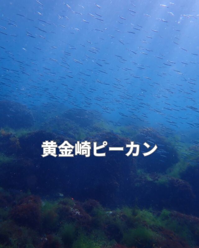 普段から晴れ男だと言っていますが
昨日も見事に晴れました
そして海況も凪でした
　
気温30度
水温24～25℃
透明度15メートル

まだまだ夏だー

#静岡ダイビングショップブルーコーナー
#ダイビング女子
#静岡ブルーコーナー
#黄金崎ダイビング
#台風一過
#のんびりダイビング