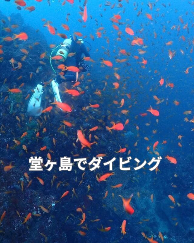 西伊豆堂ヶ島で潜ってきました
水温24～25℃
透明度15メートル

とにかく魚の密度が凄いです

10/7(水)　平日行く人募集中

#静岡ダイビング
#静岡ダイビングショップ
#静岡ブルーコーナー
#海底温泉
#ダイビングライセンス
#堂ヶ島
#海産亭
#グリーンヒル